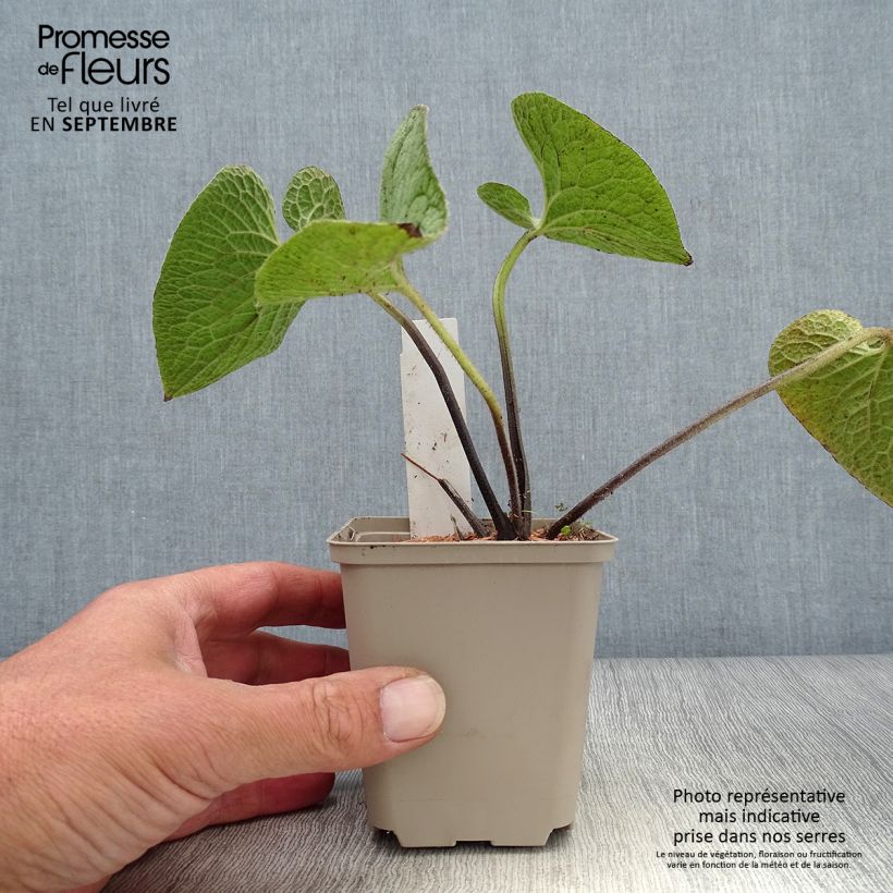 Brunnera macrophylla Queen of Hearts - Siberian Bugloss 8/9 cm pot sample as delivered in autumn
