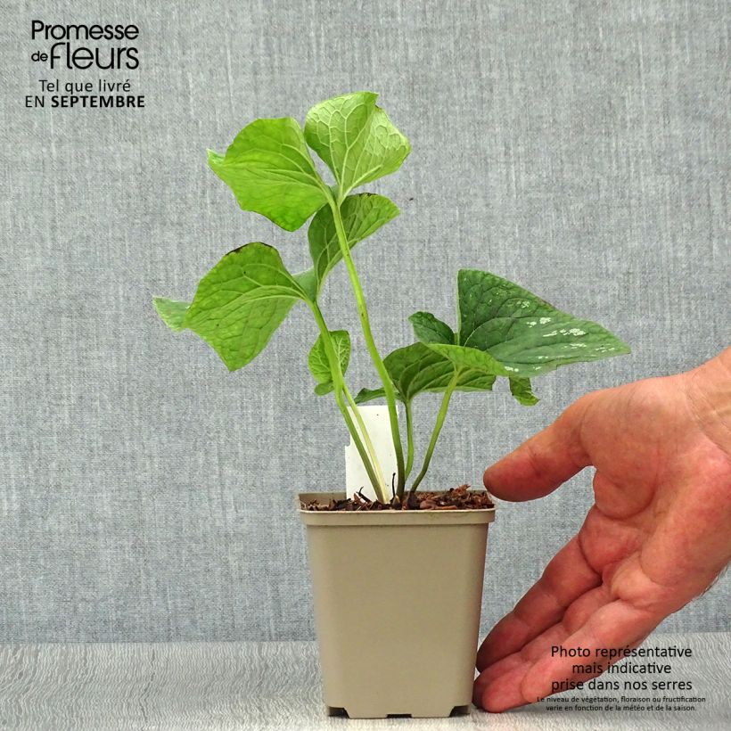 Brunnera macrophylla White Zebra - Siberian Bugloss 8/9 cm pot sample as delivered in autumn
