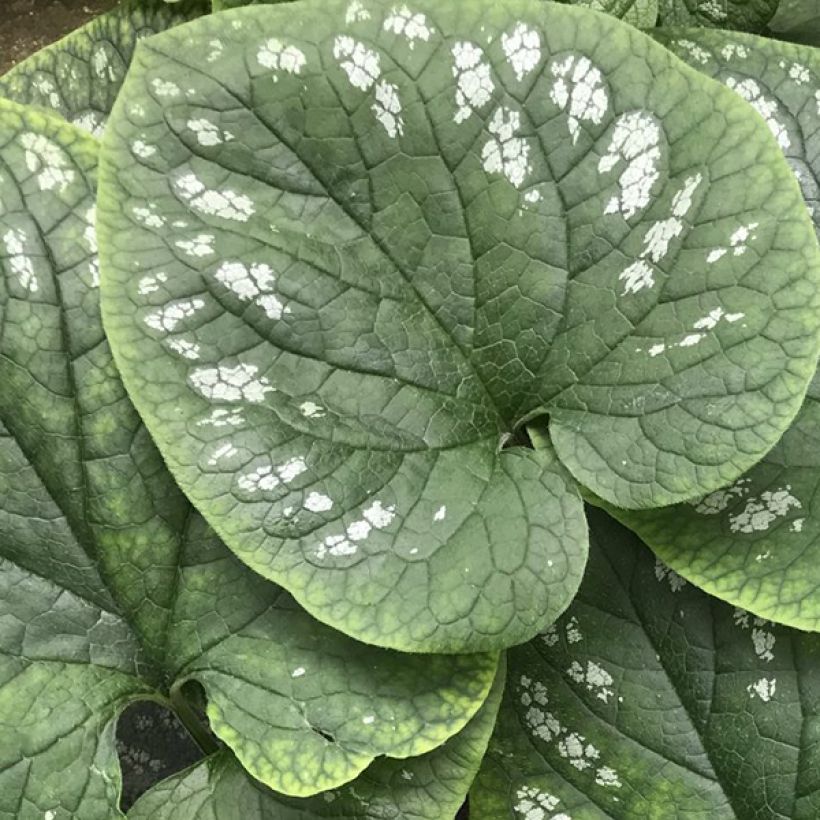 Brunnera macrophylla White Zebra - Siberian Bugloss (Foliage)