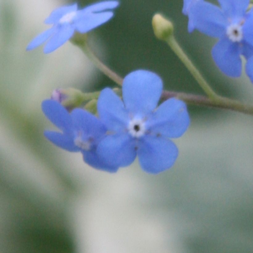 Brunnera macrophylla Variegata - Siberian Bugloss (Flowering)