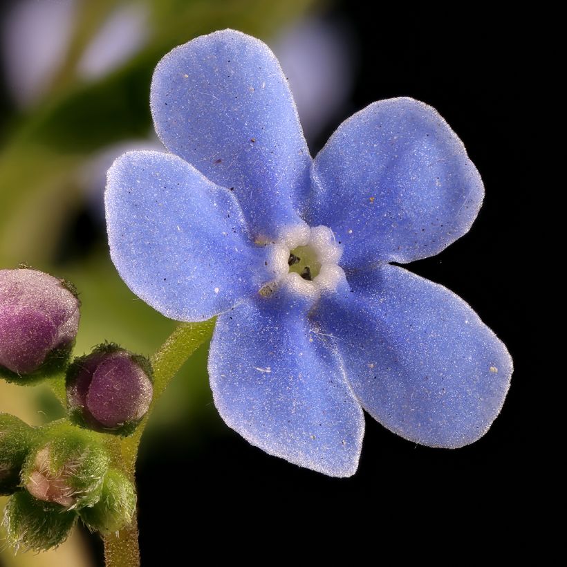 Brunnera sibirica - Siberian Bugloss (Flowering)