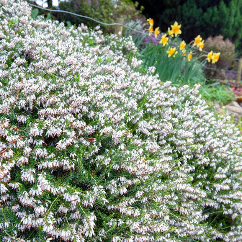 Erica carnea Springwood White - Winter Heath (Plant habit)
