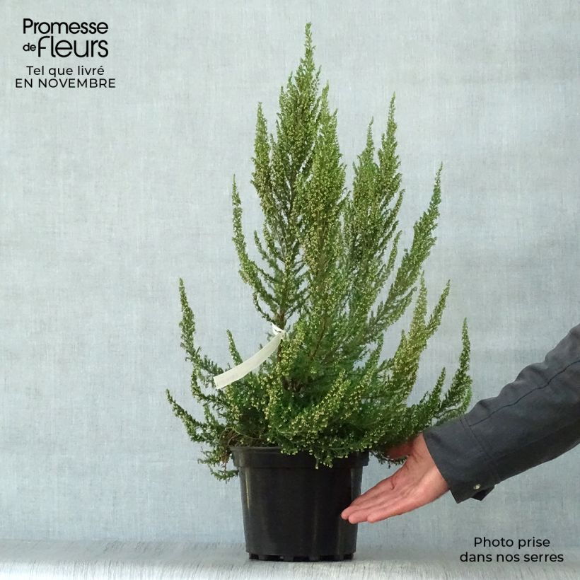 Bruyère arborescente Great Star Le Vasterival Pot de 4L/5L sample as delivered in autumn