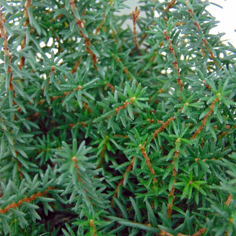 Erica darleyensis Kramers Rote - Winter Heath (Foliage)