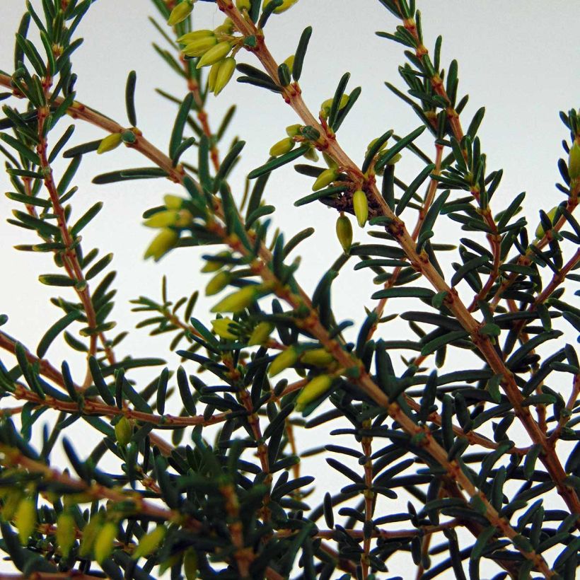 Erica darleyensis f.albiflora Silberschmelze - Winter Heath (Foliage)