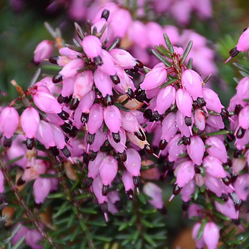 Erica darleyensis Winter Belles Tylou - Winter Heath (Flowering)