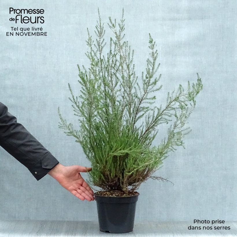 Bruyère de l'ouest - Erica mediterranea Pot de 3L/4L sample as delivered in autumn