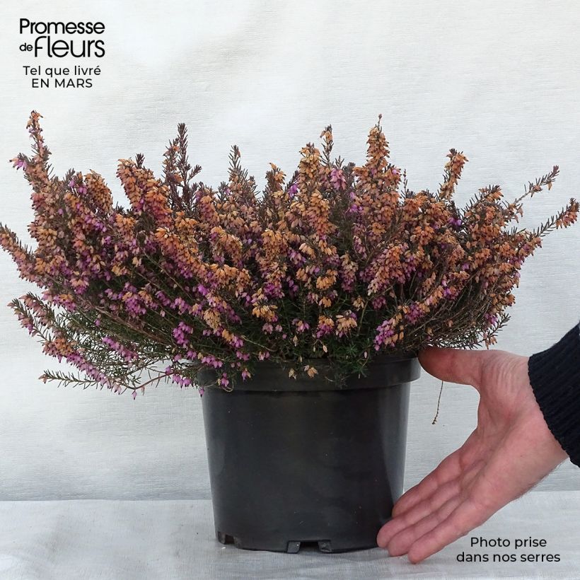 Snow heather - Erica carnea Jenny Porter 2L/3L potShipped height around 10/15cm sample as delivered in spring