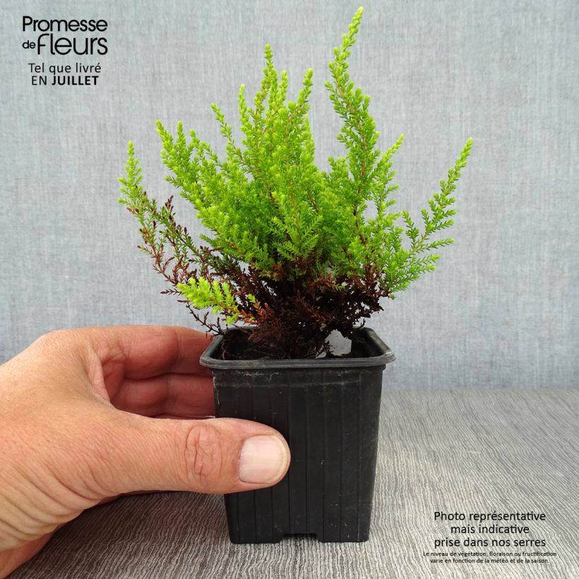 Calluna vulgaris Winter Chocolate - Heather 8/9 cm potShipped height around 5/10cm sample as delivered in summer