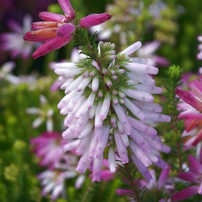 Erica verticillata - Cape Heath (Flowering)