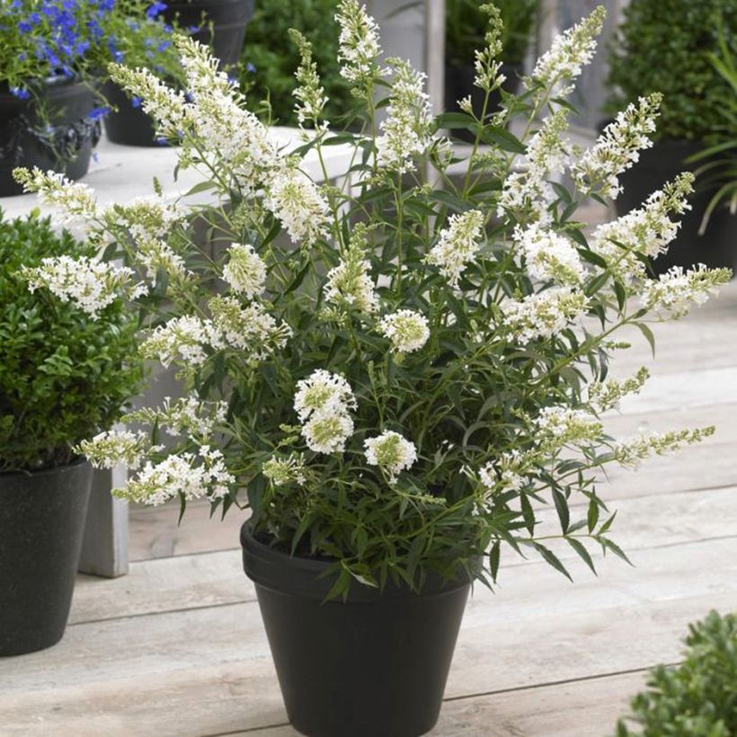 Buddleia Butterfly Tower White - Butterfly Bush (Plant habit)