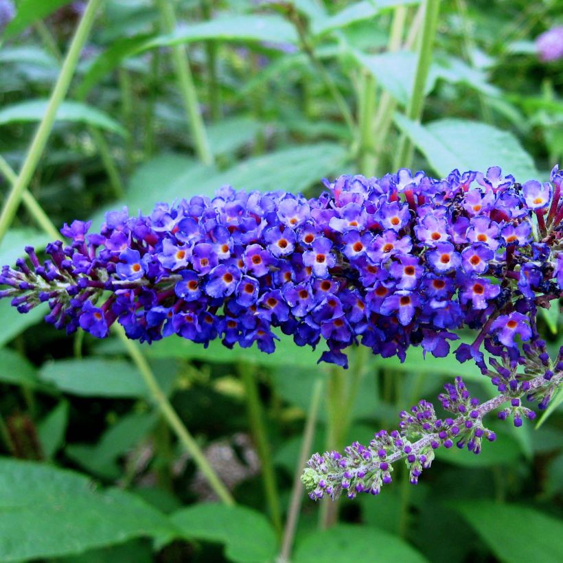 Buddleia Empire Blue - Butterfly Bush (Flowering)