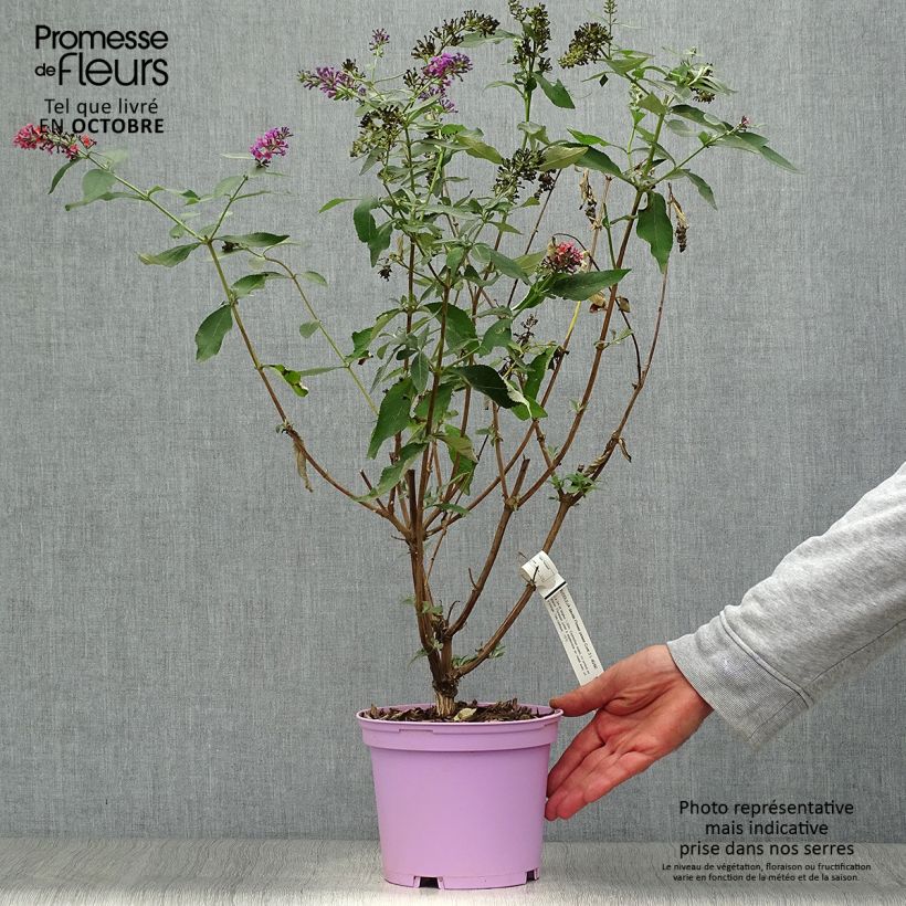 Buddleja Flower Power - Butterfly Bush 2L/3L pot sample as delivered in autumn