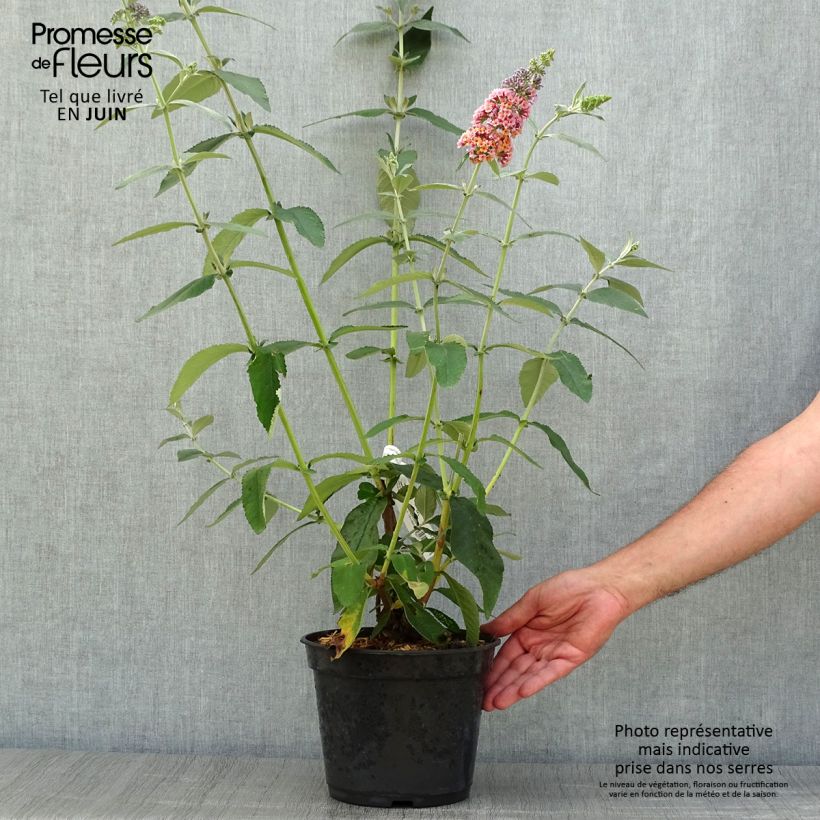 Buddleja Flower Power - Butterfly Bush 2L/3L pot sample as delivered in summer