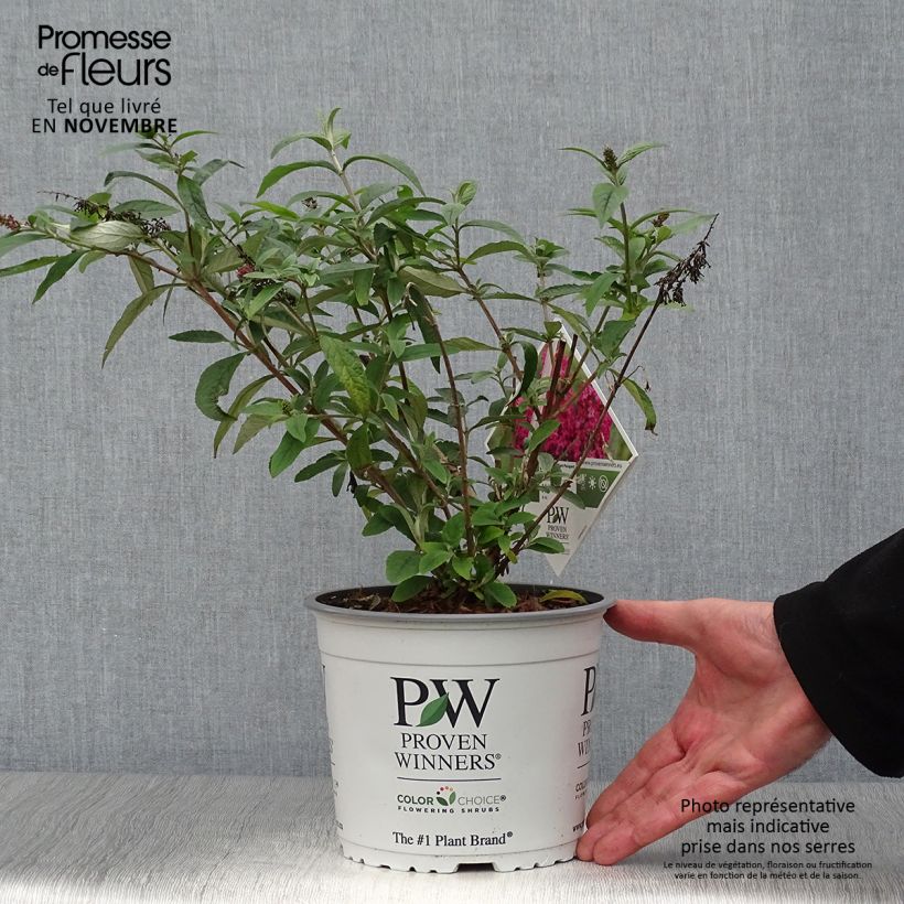 Buddleia Miss Ruby - Buddleia nain Pot de 3L/4L sample as delivered in autumn