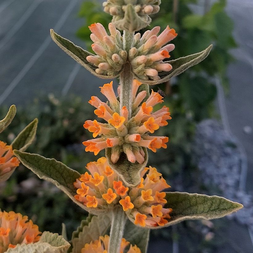 Buddleja Orange Sceptre (Flowering)