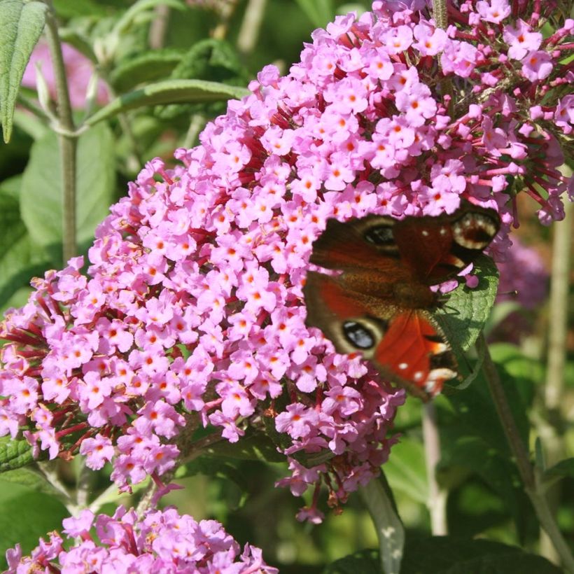 Buddleja davidii Pink Panther - Butterfly Bush (Flowering)