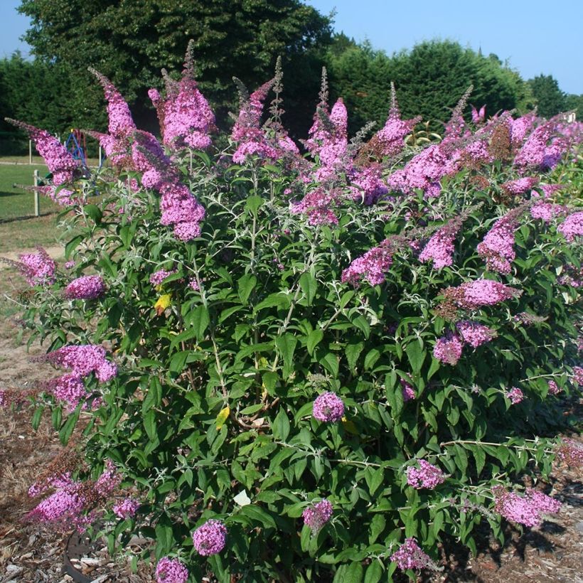 Buddleja davidii Pink Panther - Butterfly Bush (Plant habit)