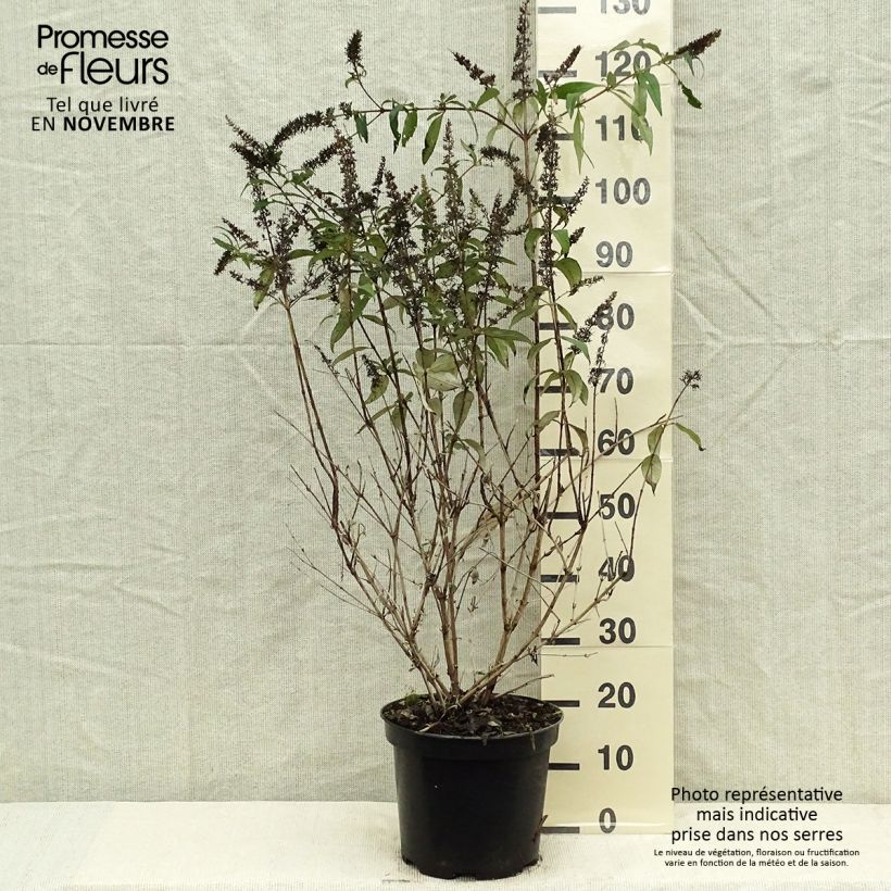 Buddleia Royal Red - Arbre aux papillons rouge en pot de 7,5L/10L sample as delivered in autumn