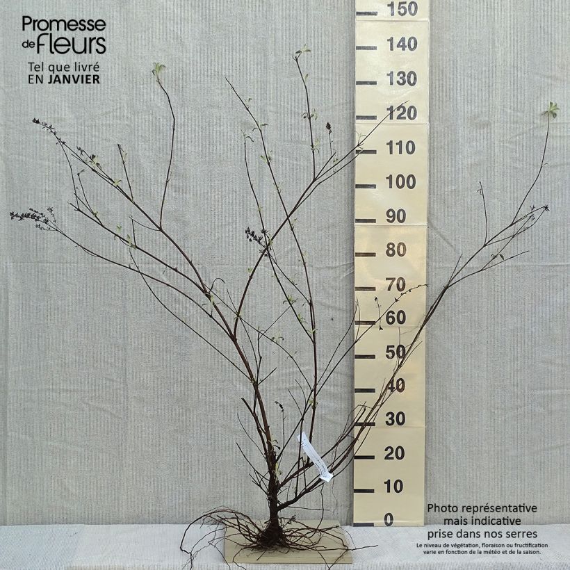 Buddleja davidii Royal Red - Butterfly Bush Bare rootShipped height around 50/80cm sample as delivered in winter