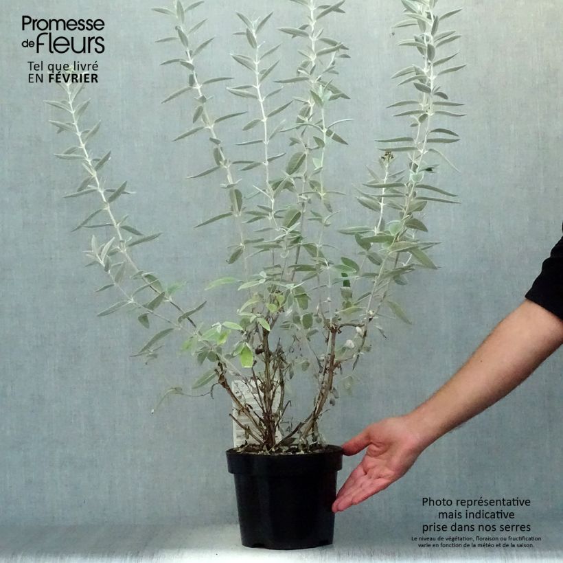 Buddleia Silver Anniversary - Arbre aux papillons Pot de 3L/4L sample as delivered in autumn