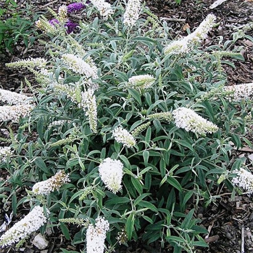 Buddleja davidii White Ball - Butterfly Bush (Flowering)