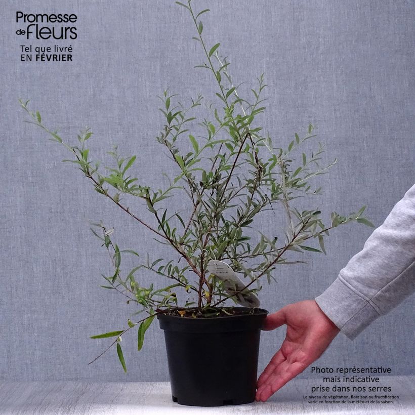 Buddleia alternifolia - Arbre aux papillons en pot de 3,5L. sample as delivered in autumn