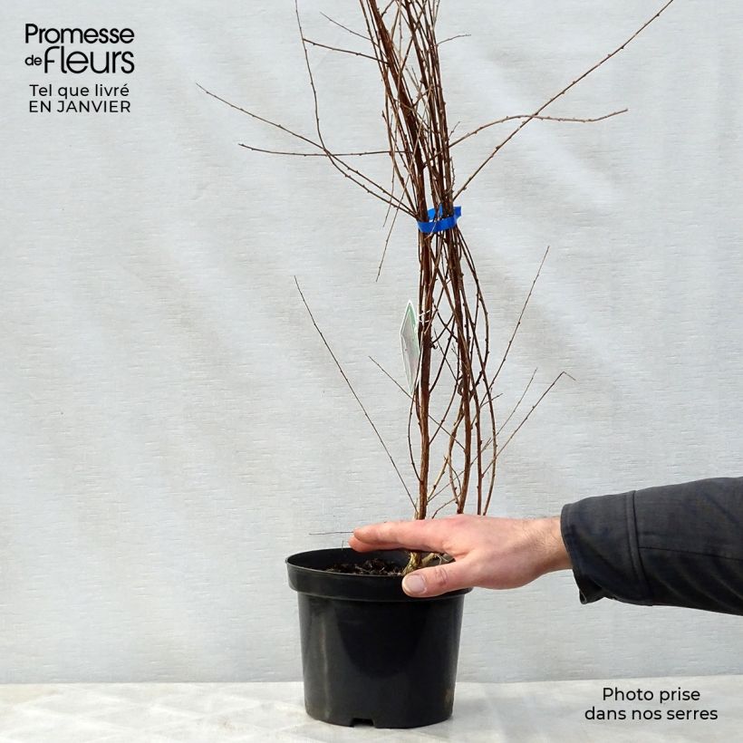 Buddleia alternifolia - Arbre aux papillons en pot de 3,5L. sample as delivered in winter