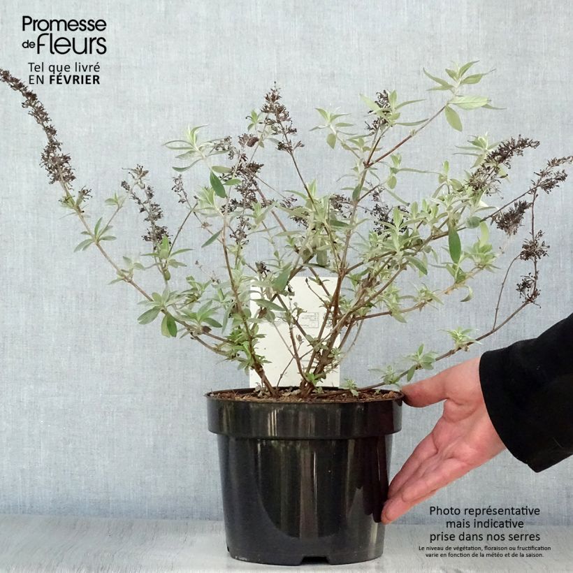 Buddleia davidii Adonis Blue, Arbre à papillons Pot de 3L/4L sample as delivered in winter