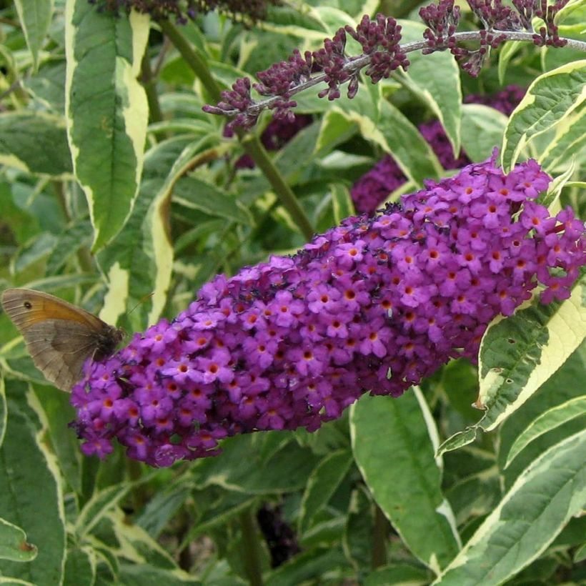 Buddleja davidii Harlequin - Butterfly Bush (Flowering)