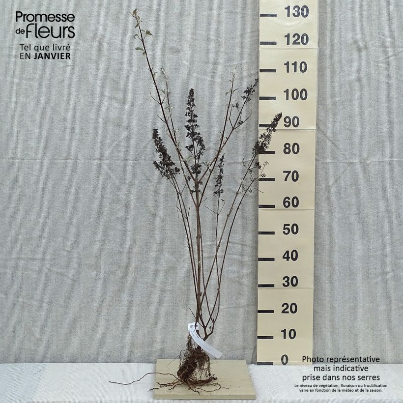 Buddleia davidii Pink Delight - Butterfly Bush Bare rootShipped height around 50/80cm sample as delivered in winter