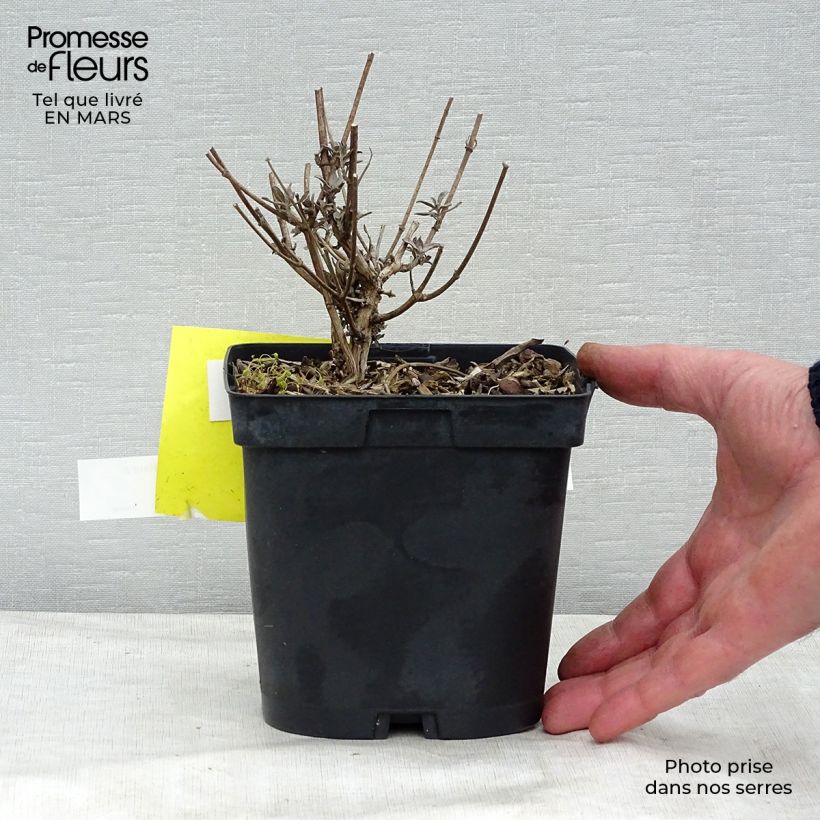 Buddleia davidii Prince Charming - Arbre aux papillons Pot de 2L/3L sample as delivered in winter