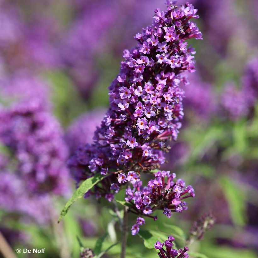Buddleja davidii Purple Emperor Pyrkeep - Butterfly Bush (Flowering)