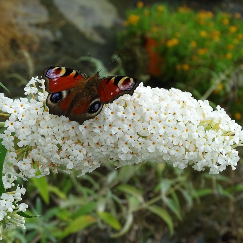 Buddleja davidii White Ball White - Butterfly Bush (Flowering)