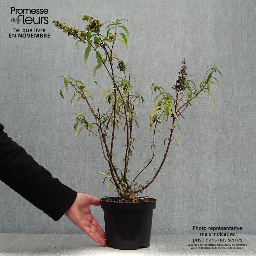 Buddleja davidii White Ball White - Butterfly Bush 3L/4L pot sample as delivered in autumn