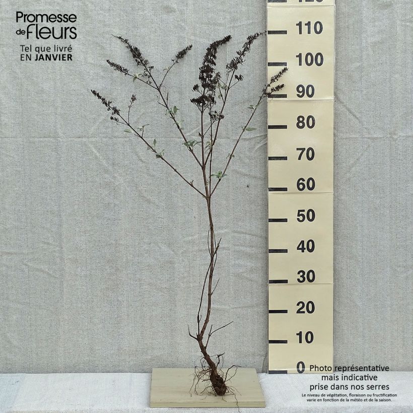 Buddleja davidii White Ball White - Butterfly Bush Bare rootShipped height around 50/80cm sample as delivered in winter