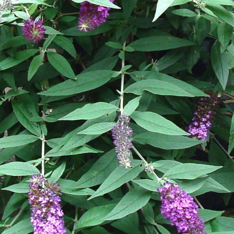 Buddleja davidii BLOOMTASTIC Dreaming Lavender - Butterfly Bush (Foliage)