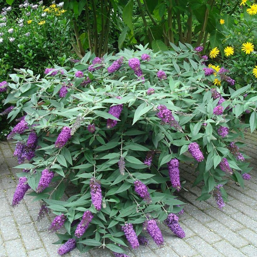 Buddleja davidii BLOOMTASTIC Dreaming Lavender - Butterfly Bush (Plant habit)