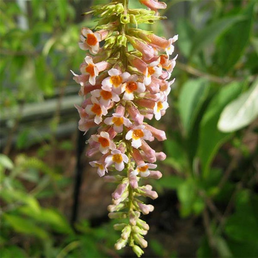Buddleja macrostachya - Butterfly Bush (Flowering)