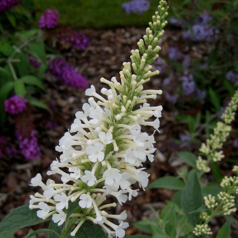 Buddleja davidii Argus White - Butterfly Bush (Flowering)