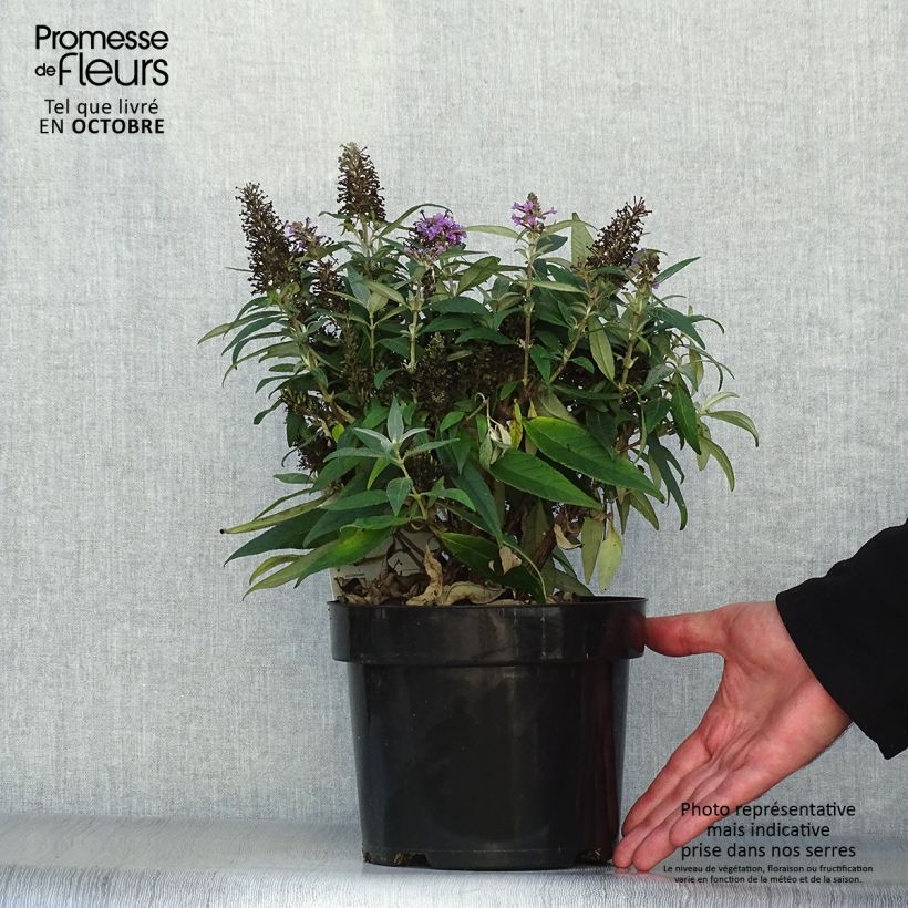 Buddleja davidii Butterfly Candy Little Lila - Butterfly Bush 3L/4L pot sample as delivered in autumn