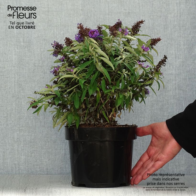 Buddleja davidii Butterfly CandyLittle Purple - Arbre aux papillons nain Pot de 3L/4L sample as delivered in autumn