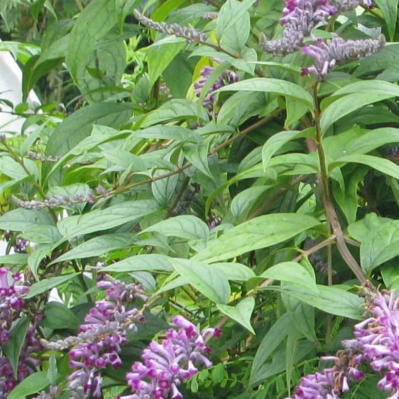 Buddleja lindleyana - Butterfly Bush (Foliage)