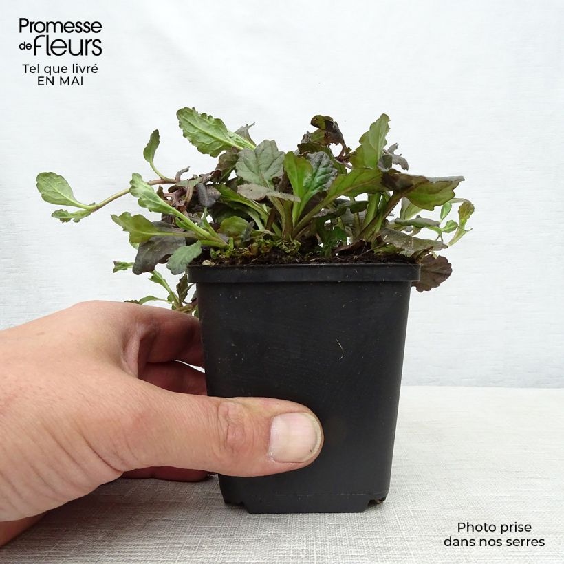 Ajuga reptans Black Scallop 8/9 cm pot sample as delivered in spring