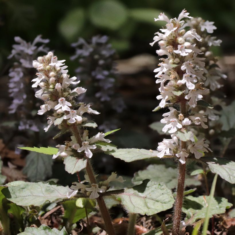 Ajuga reptans Schneekerze (Flowering)