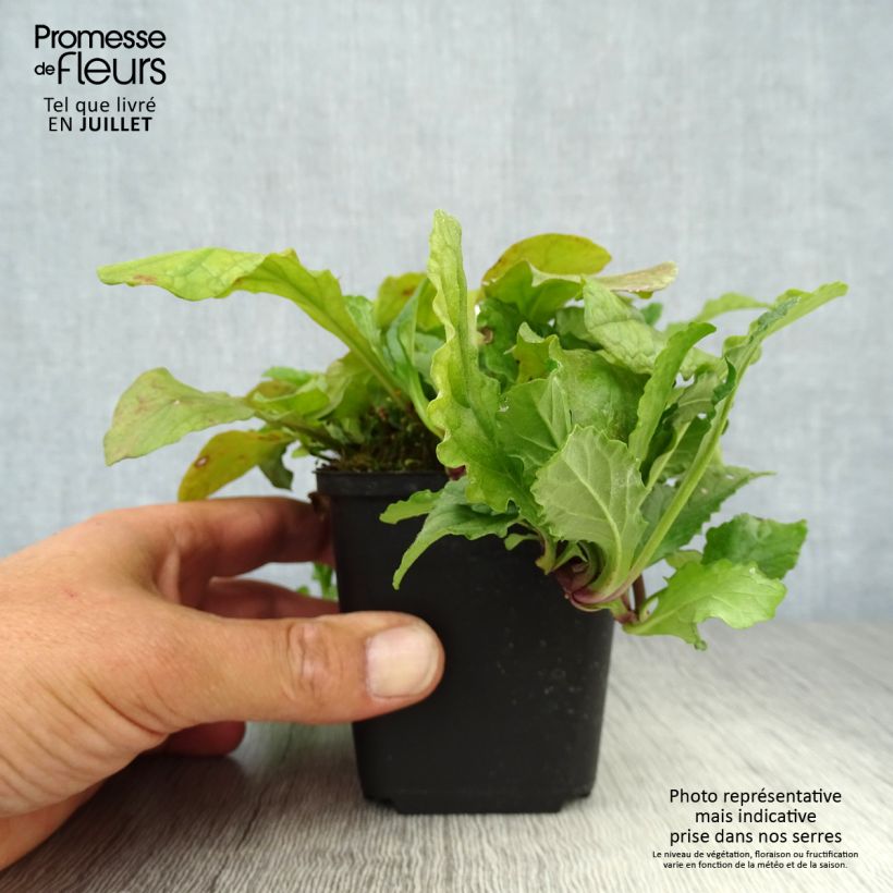 Ajuga reptans 8/9 cm pot sample as delivered in summer