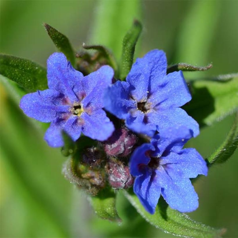 Buglossoides purpurocaerulea (Flowering)