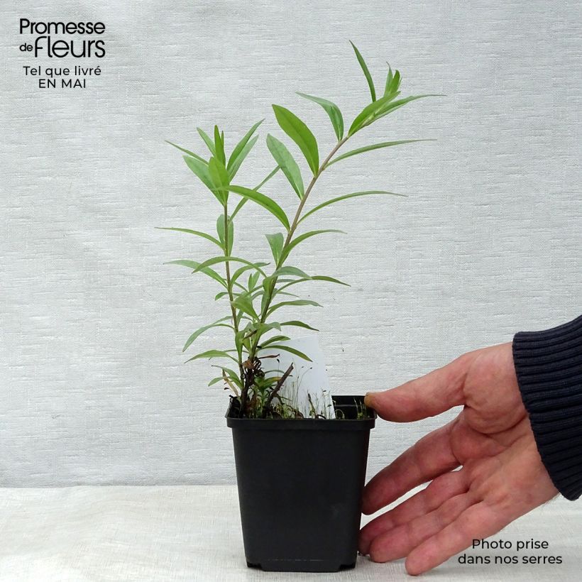 Buglossoides purpurocaerulea - Grémil pourpre bleu Godet de 9cm sample as delivered in spring
