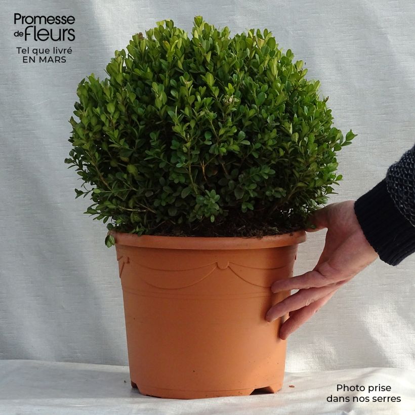 Buis - Buxus microphylla Faulkner en boule Pot de 7.5/10L sample as delivered in winter