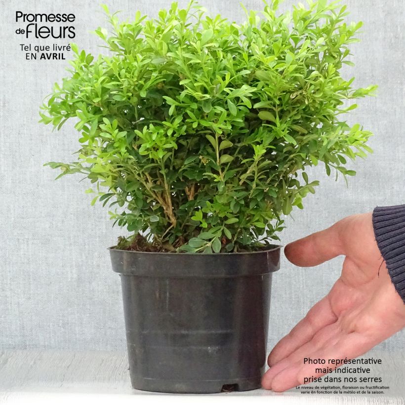Buxus microphylla Rococo - Boxwood sample as delivered in spring